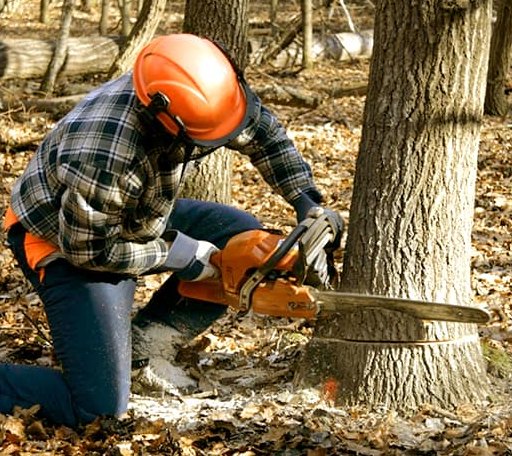 Tree Removal in Parnell, IA
